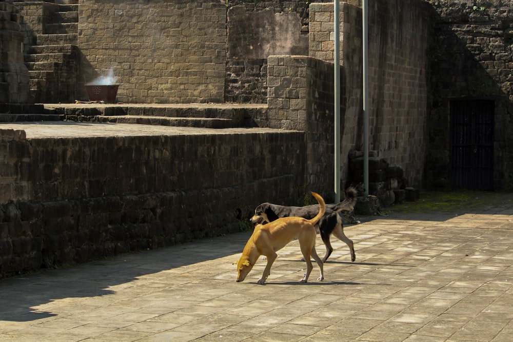 a couple of dogs playing in a courtyard