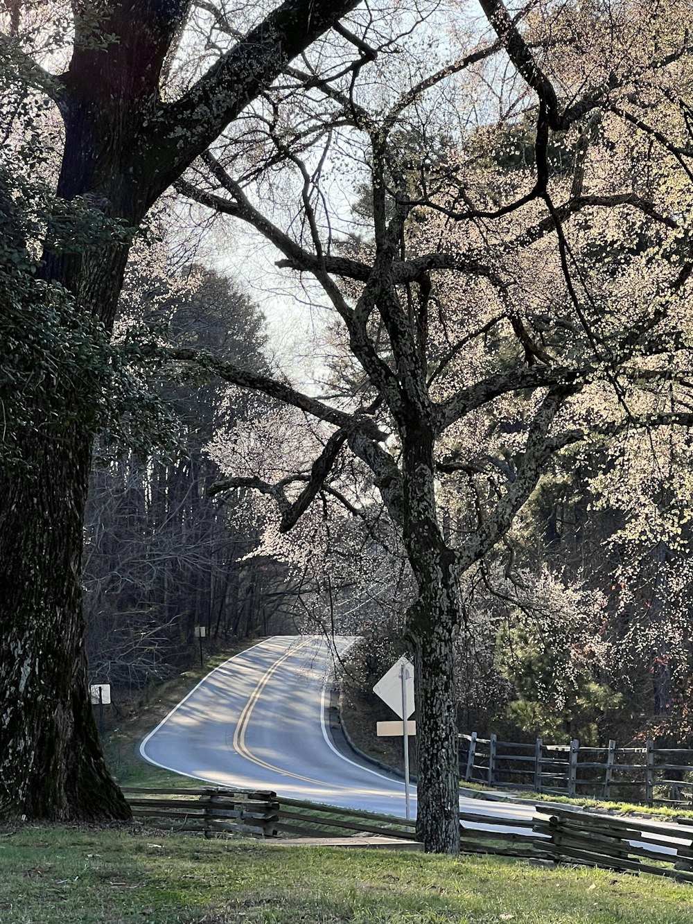 uma estrada com árvores ao lado