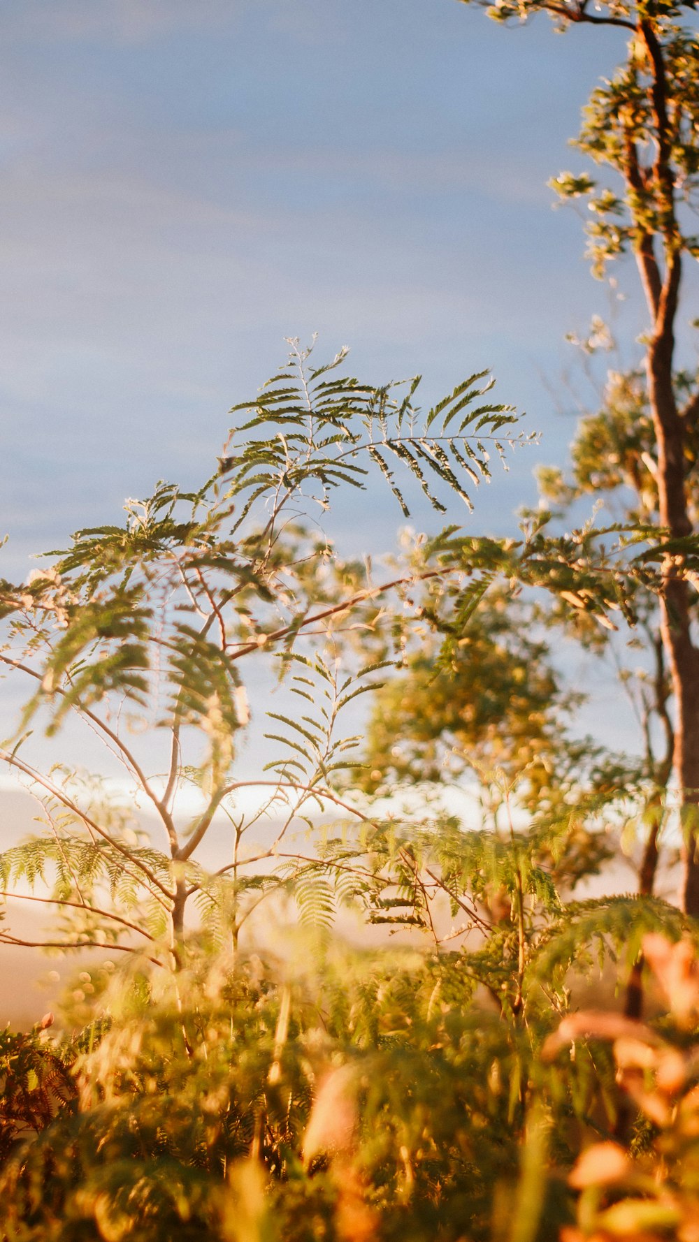 a close-up of some trees