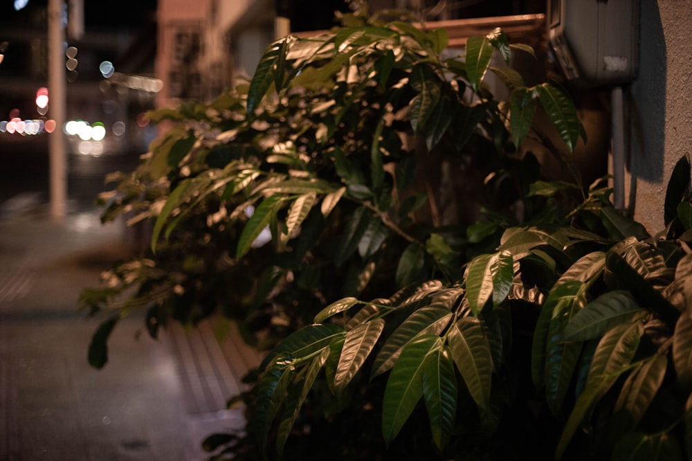 a close-up of some leaves