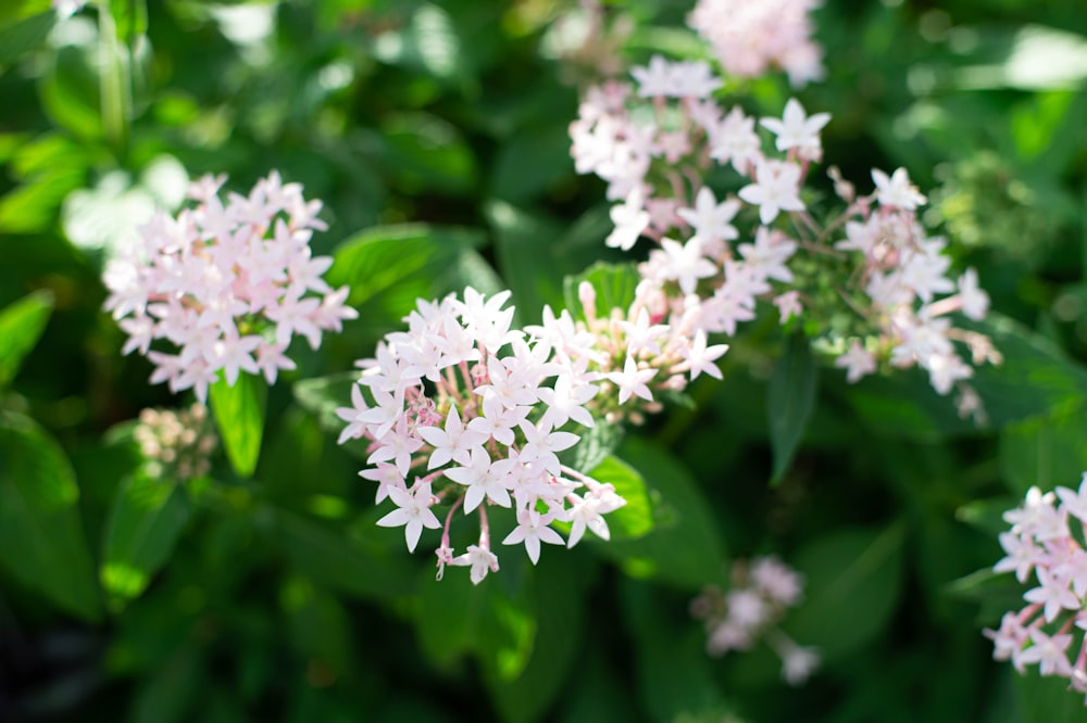 a close up of some flowers