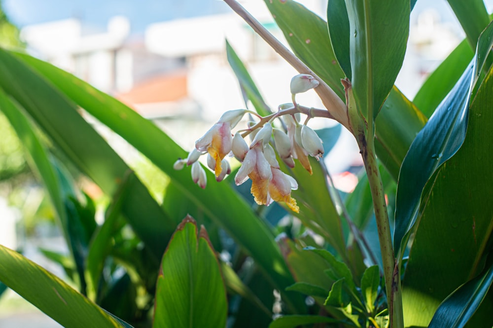 a close-up of a flower