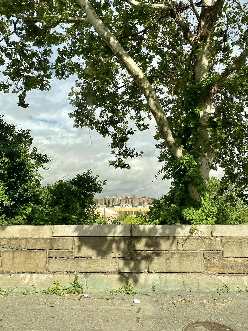 a tree next to a stone wall