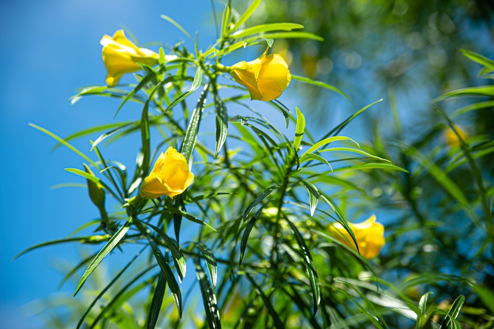 a close up of yellow flowers