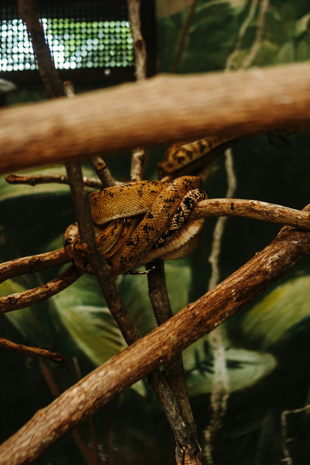 a frog on a branch