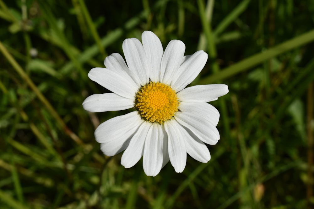 Un fiore bianco in un campo