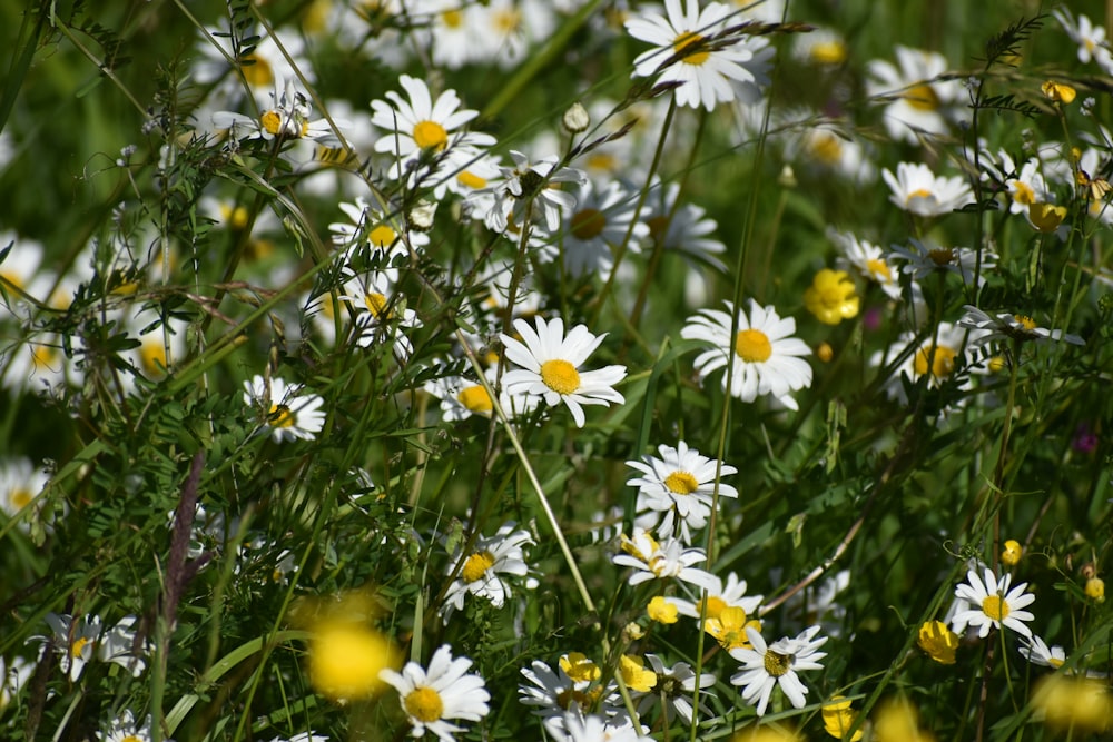 a group of white and yellow flowers