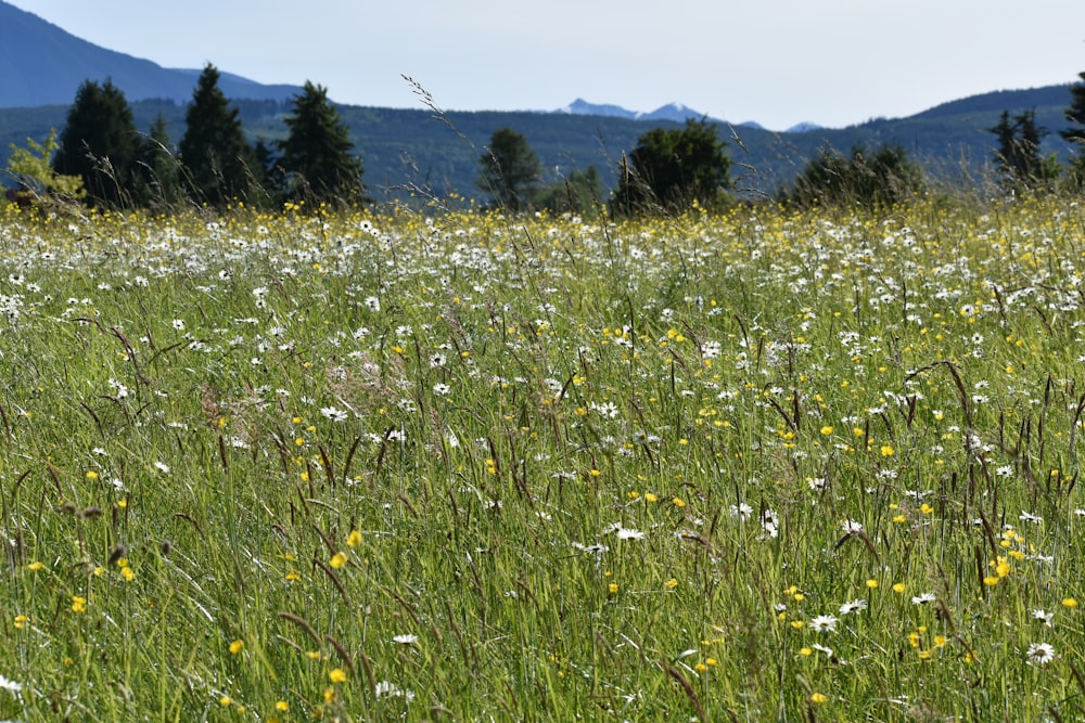 a field of flowers