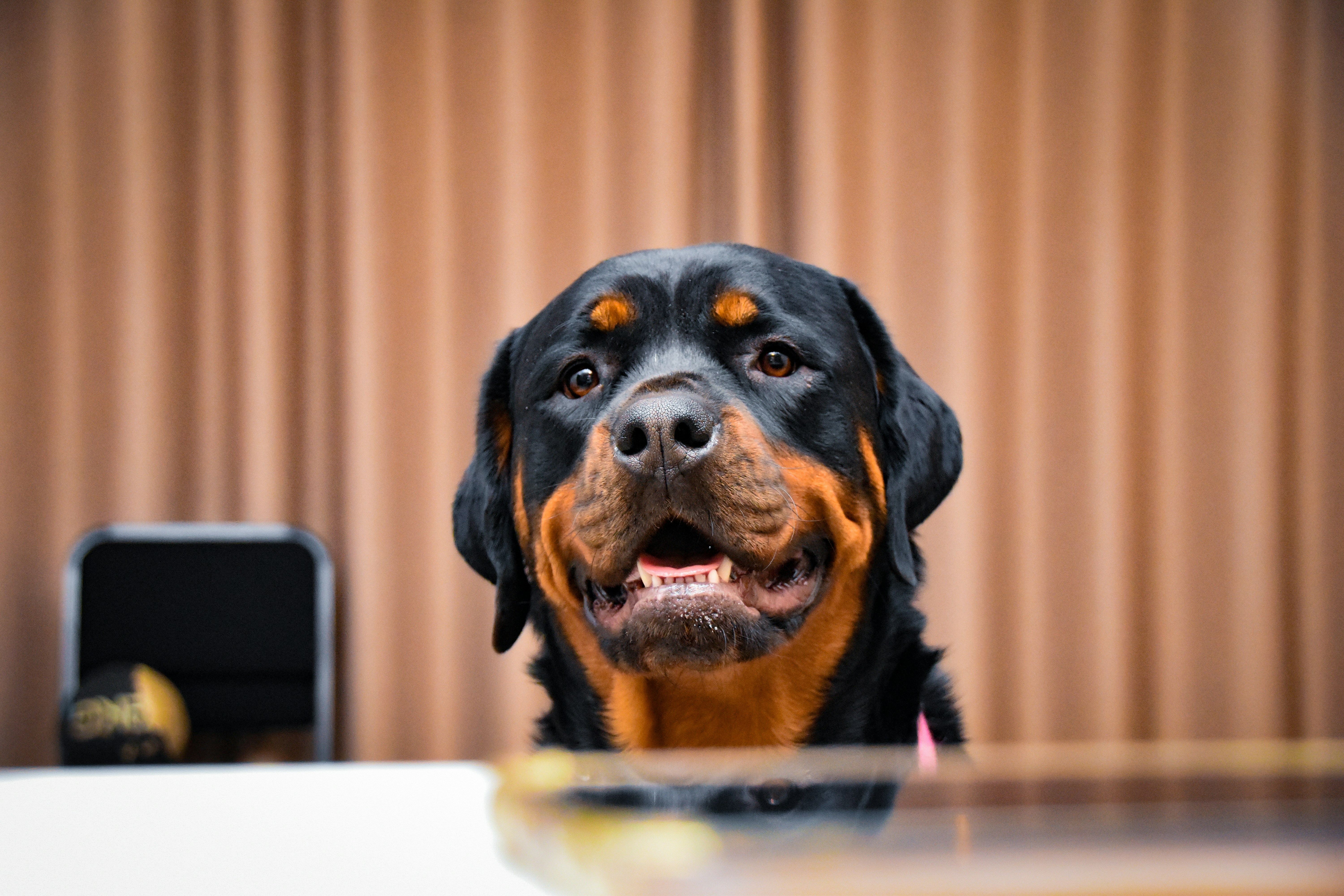 A rottweiler dog looks directly at the camera.