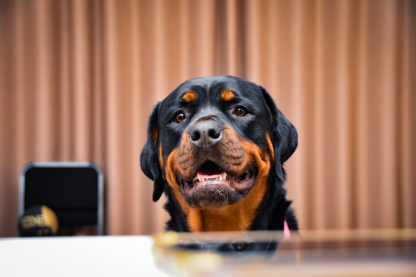 Rottweiler feliz con House Barf