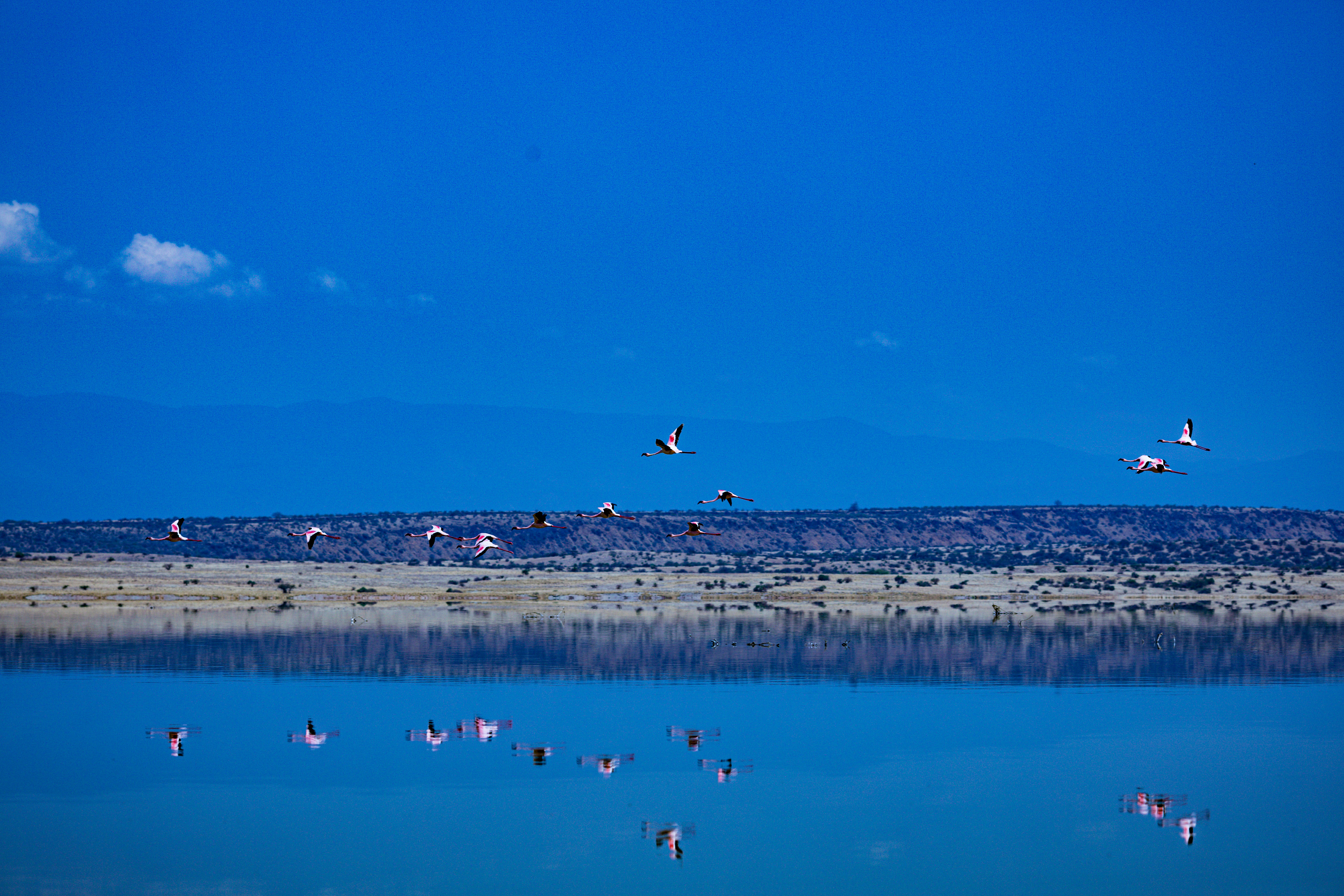 A group of birds fly over a beach photo – Free Blue Image on Unsplash