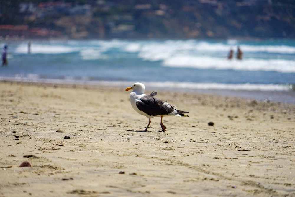 a seagull walking on the beach