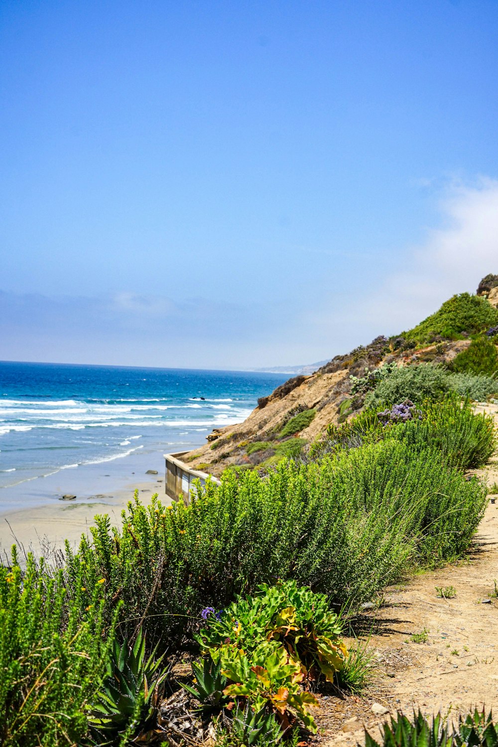 a beach with a path and plants