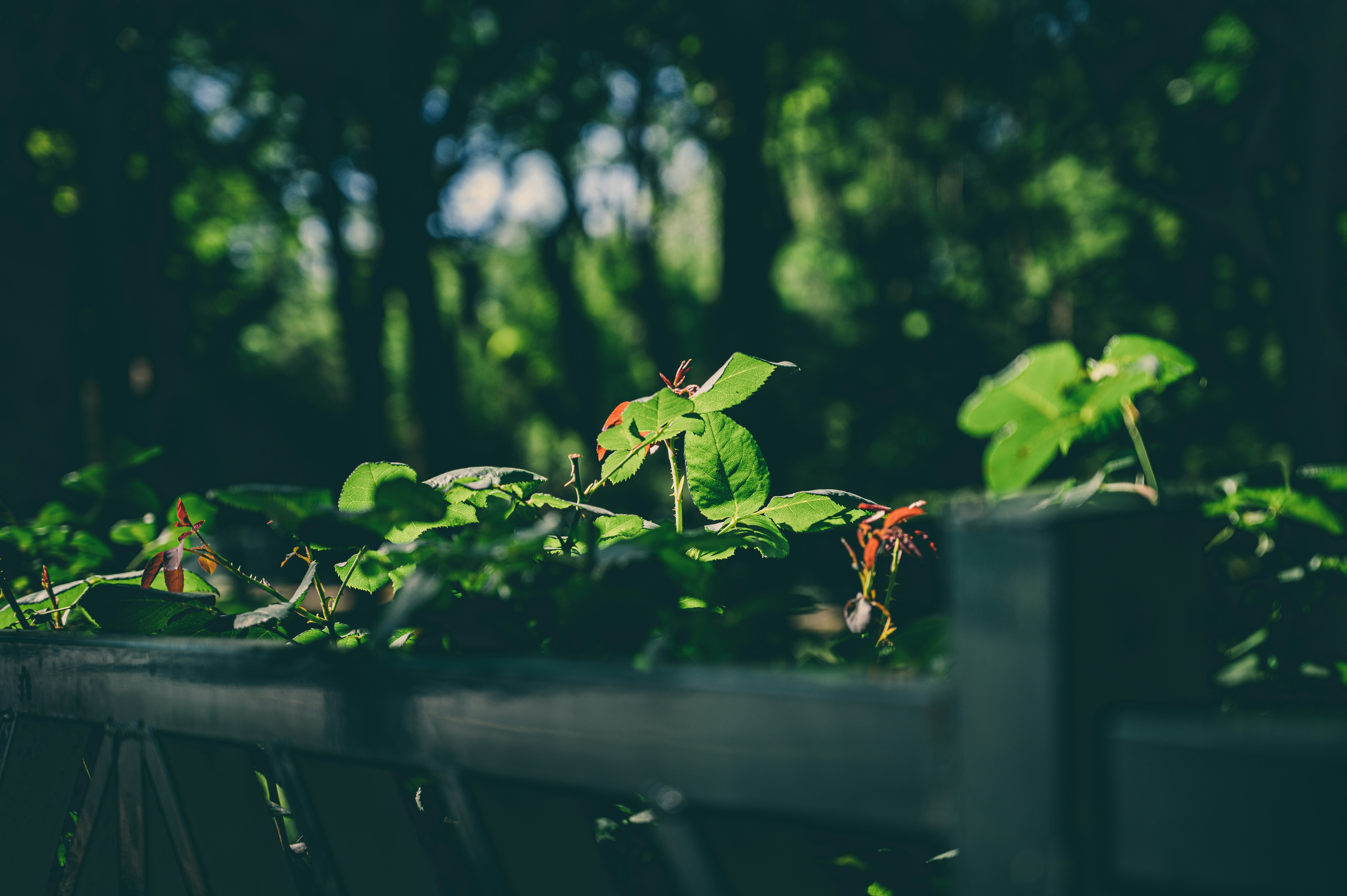 Photo by peek_a_boo_who