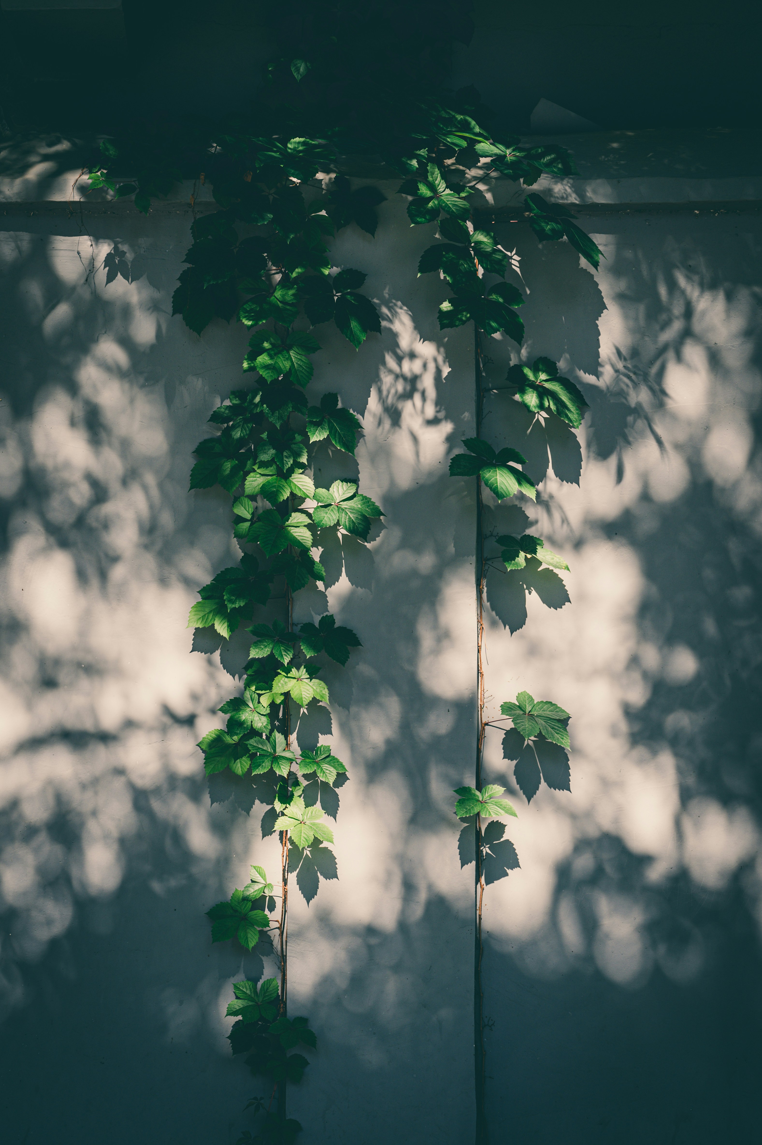 Photo by peek_a_boo_who