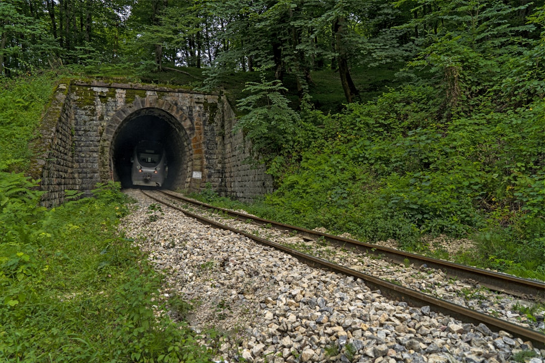 a tunnel in the middle of a forest,