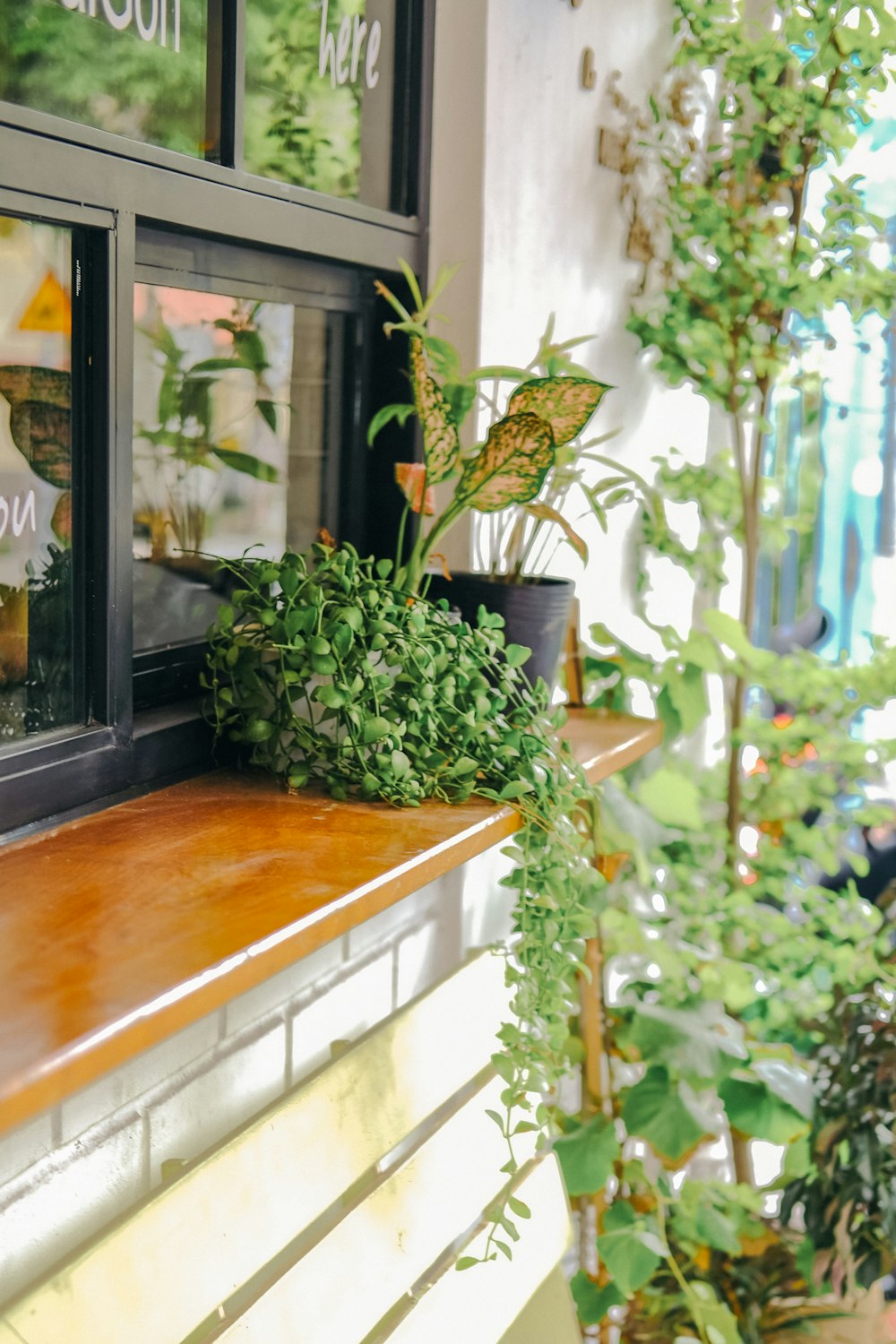 a group of plants in a window sill