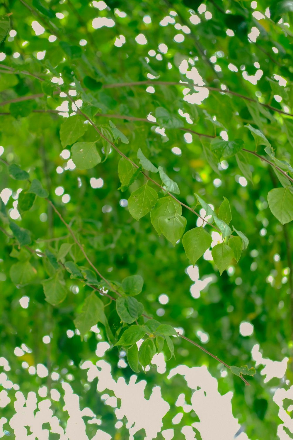 a close up of a tree branch