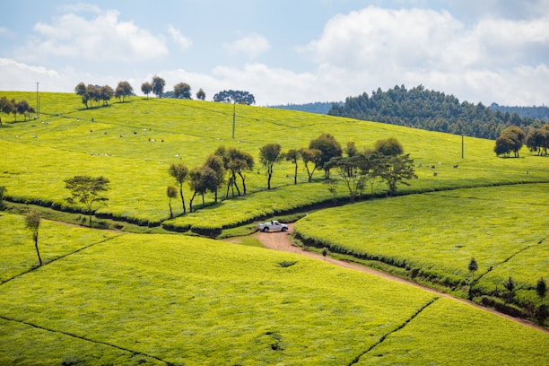 A lush, green landscape featuring expansive tea plantations with gentle rolling hills. Scattered throughout the fields are small groups of workers tending to the plants. A dirt road cuts through the field, along which a white vehicle is parked. Clusters of trees are dotted around the fields, and a backdrop of dense forest can be seen under a partly cloudy sky.