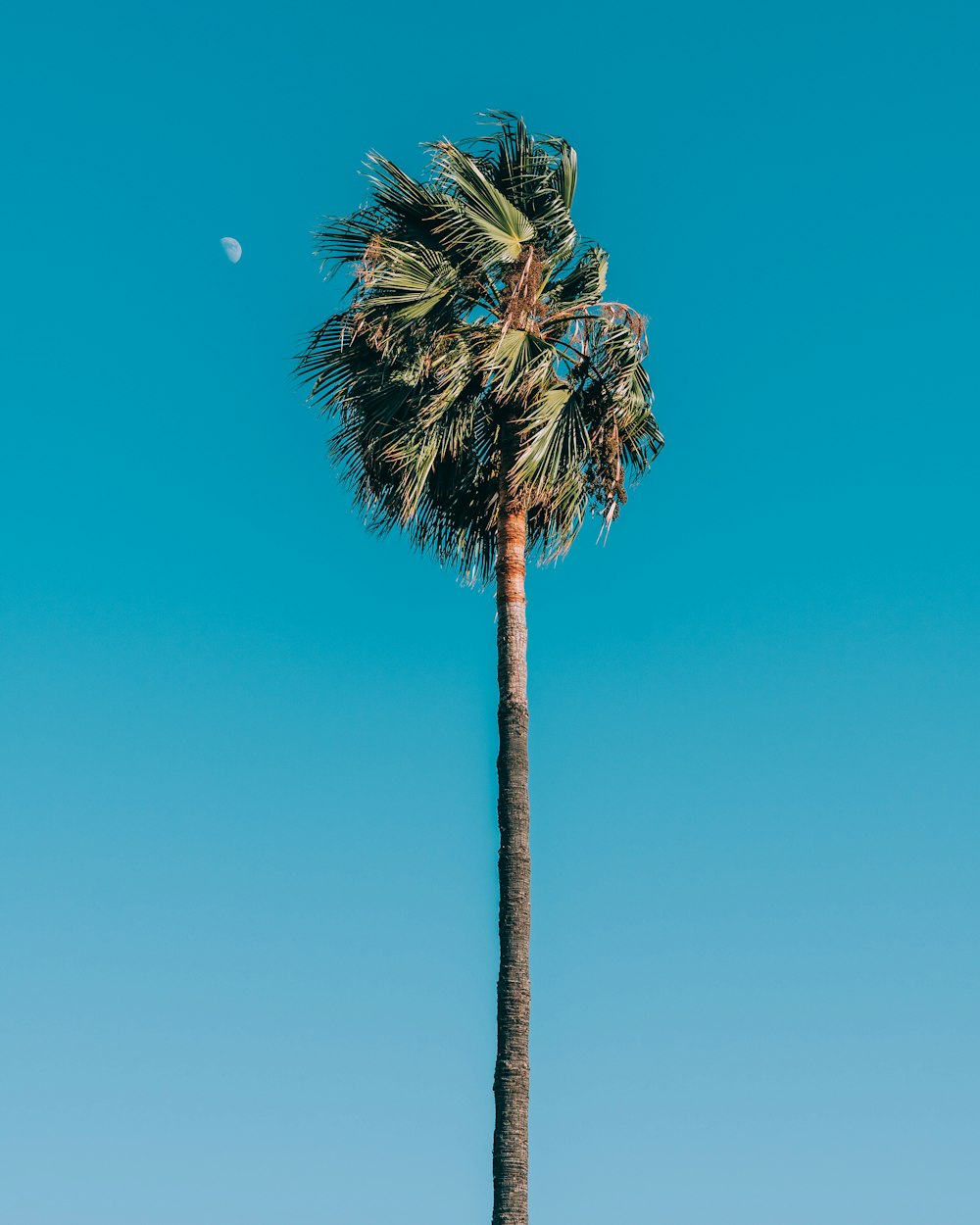 a tall palm tree with a moon in the background