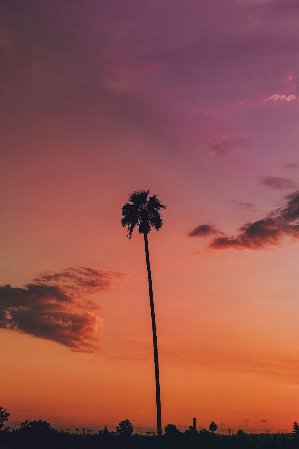 a palm tree against a sunset