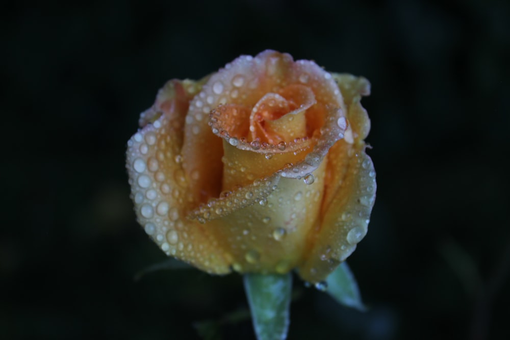 a close up of a flower