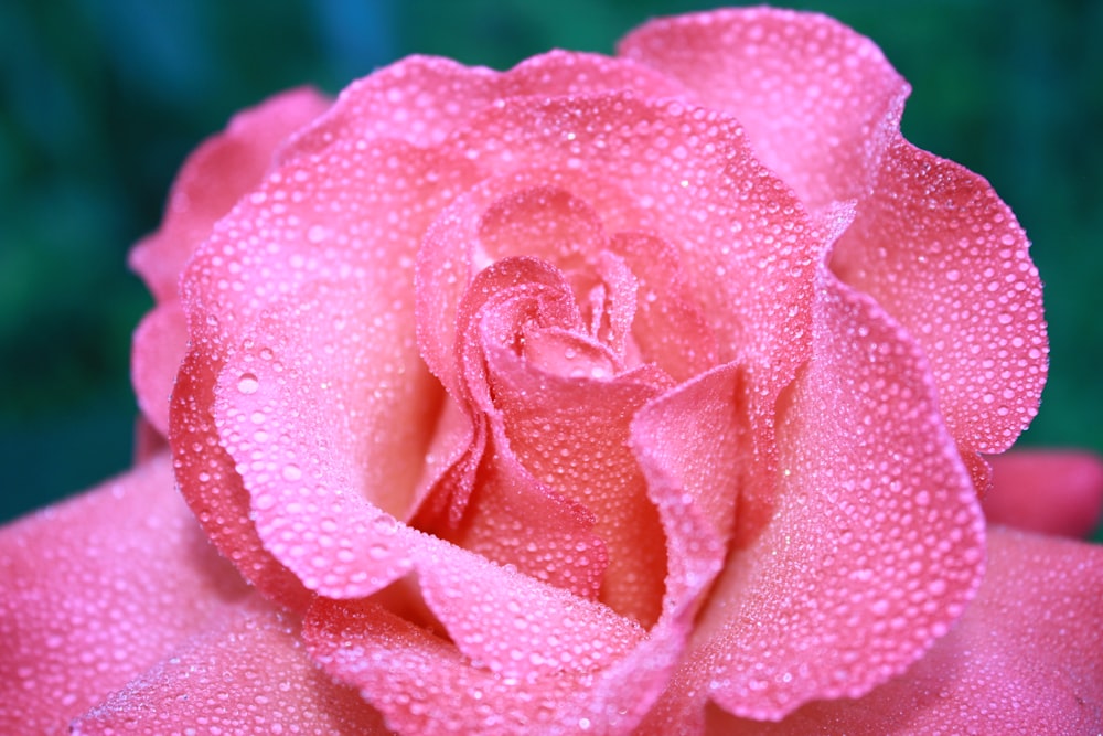 a pink rose with a dark background