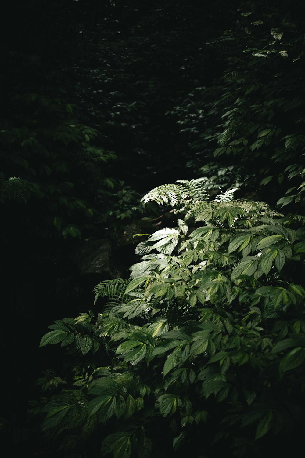 a group of plants with leaves