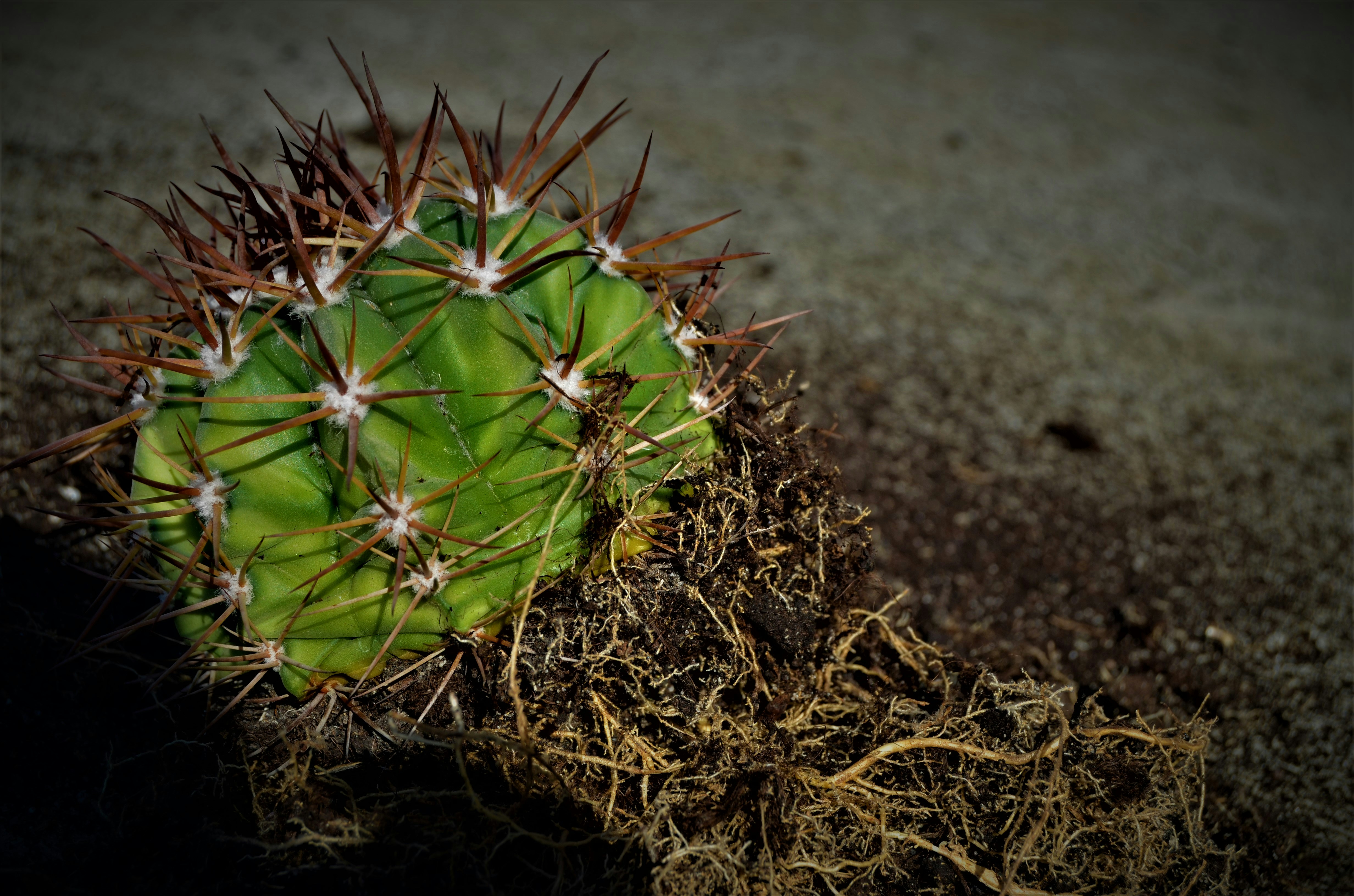 Transplanting a Cactus and How to Avoid Transplant Shock