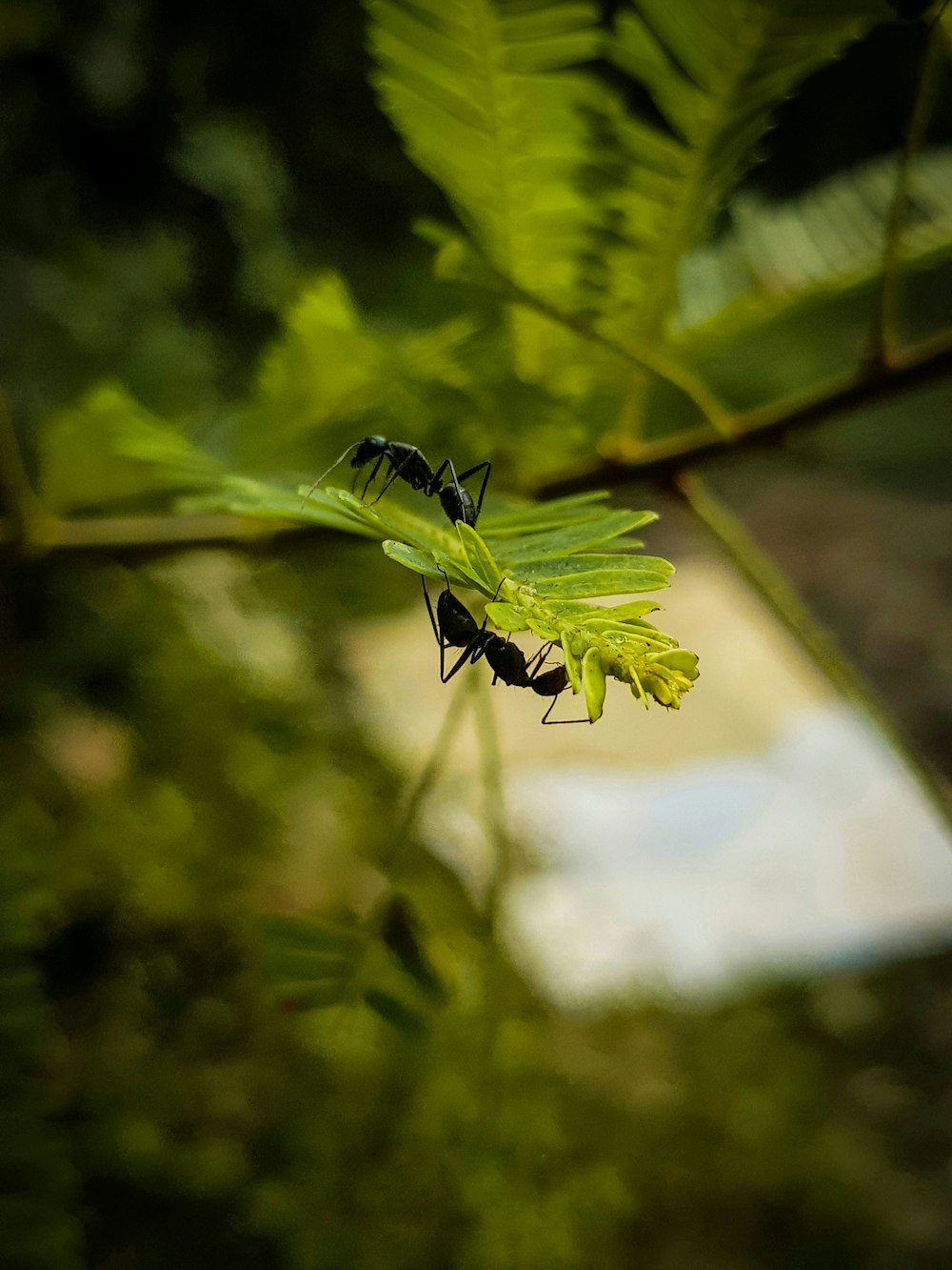 a black and yellow insect on a leaf