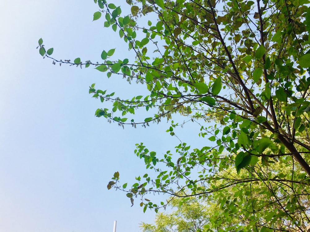 un árbol con hojas