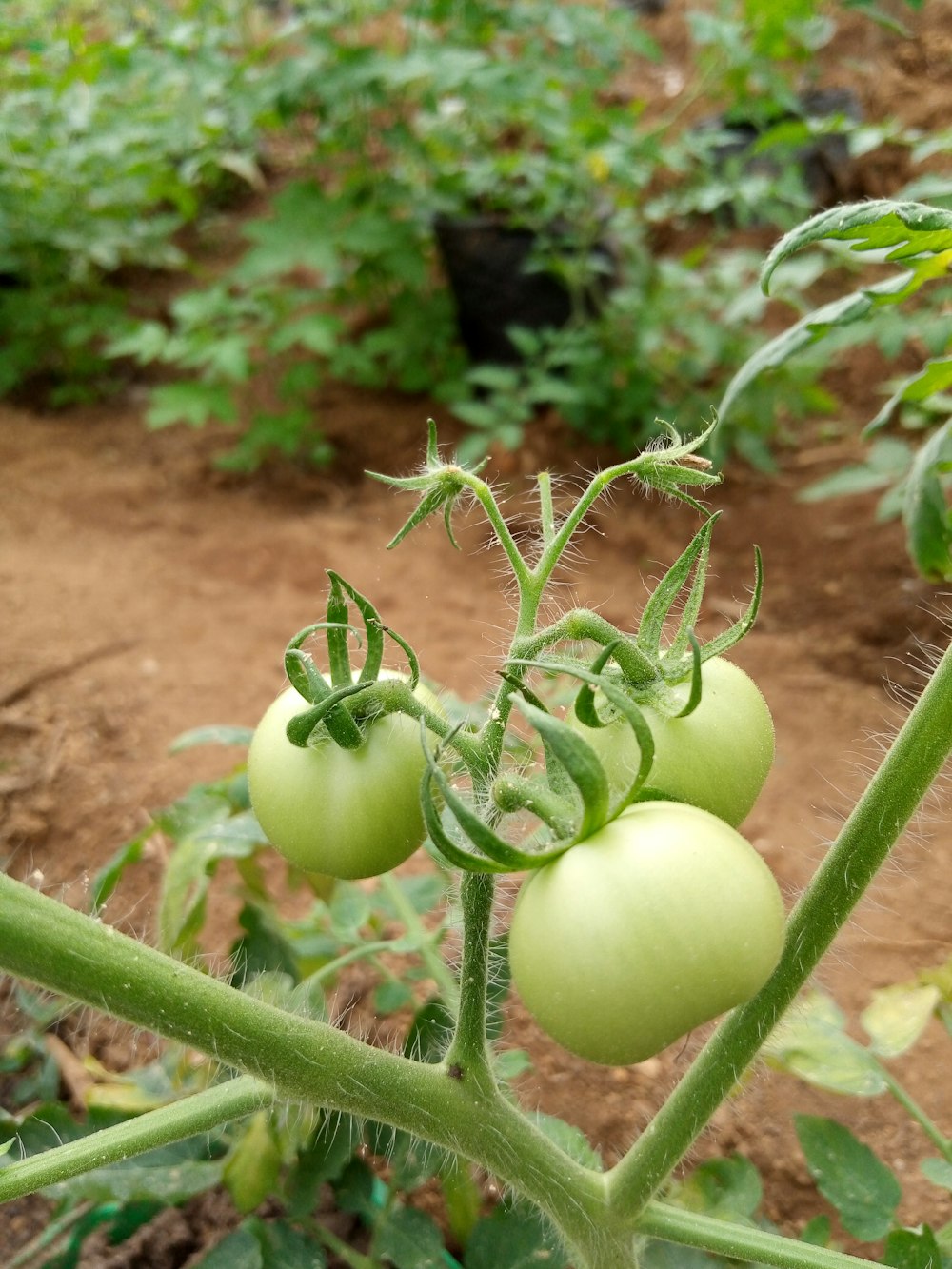 a group of green tomatoes growing on a vine