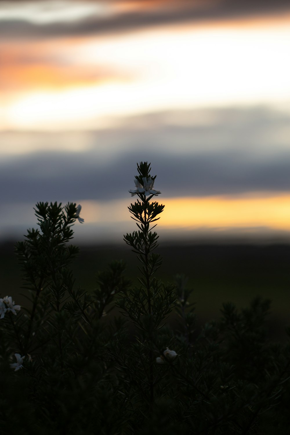 a plant with a sunset in the background