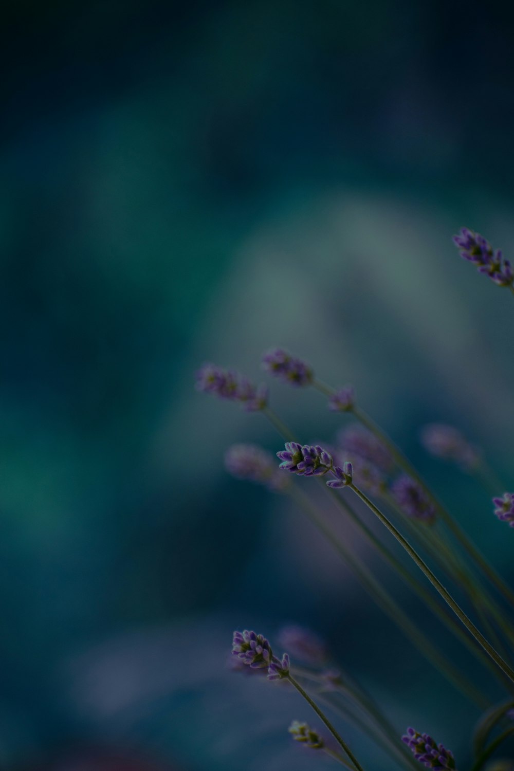 a close up of flowers