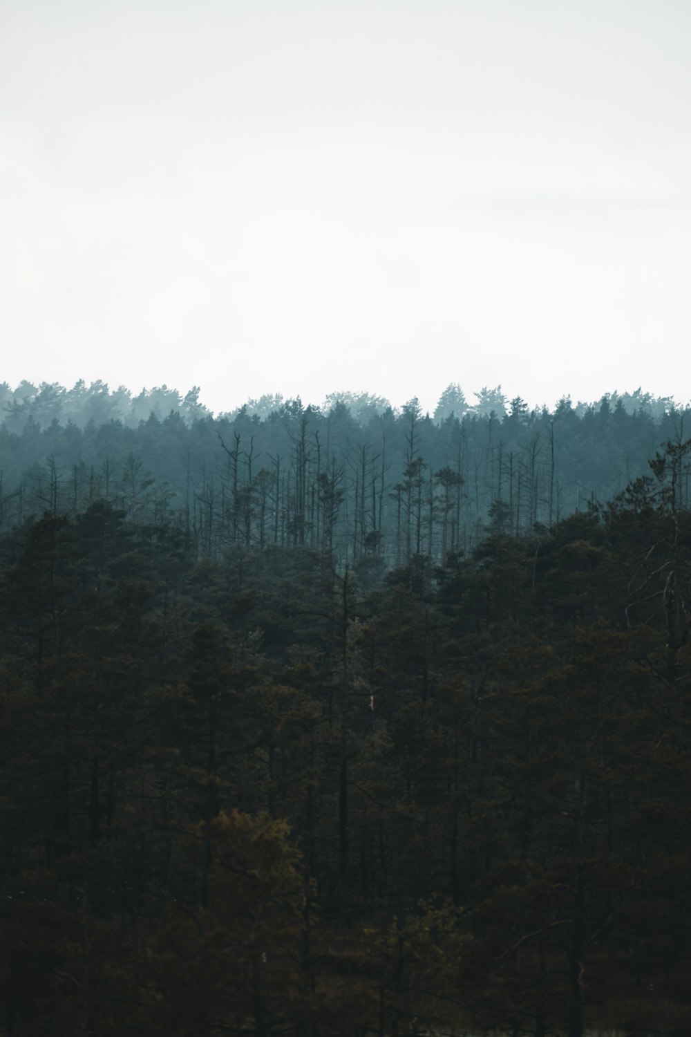 a forest of trees