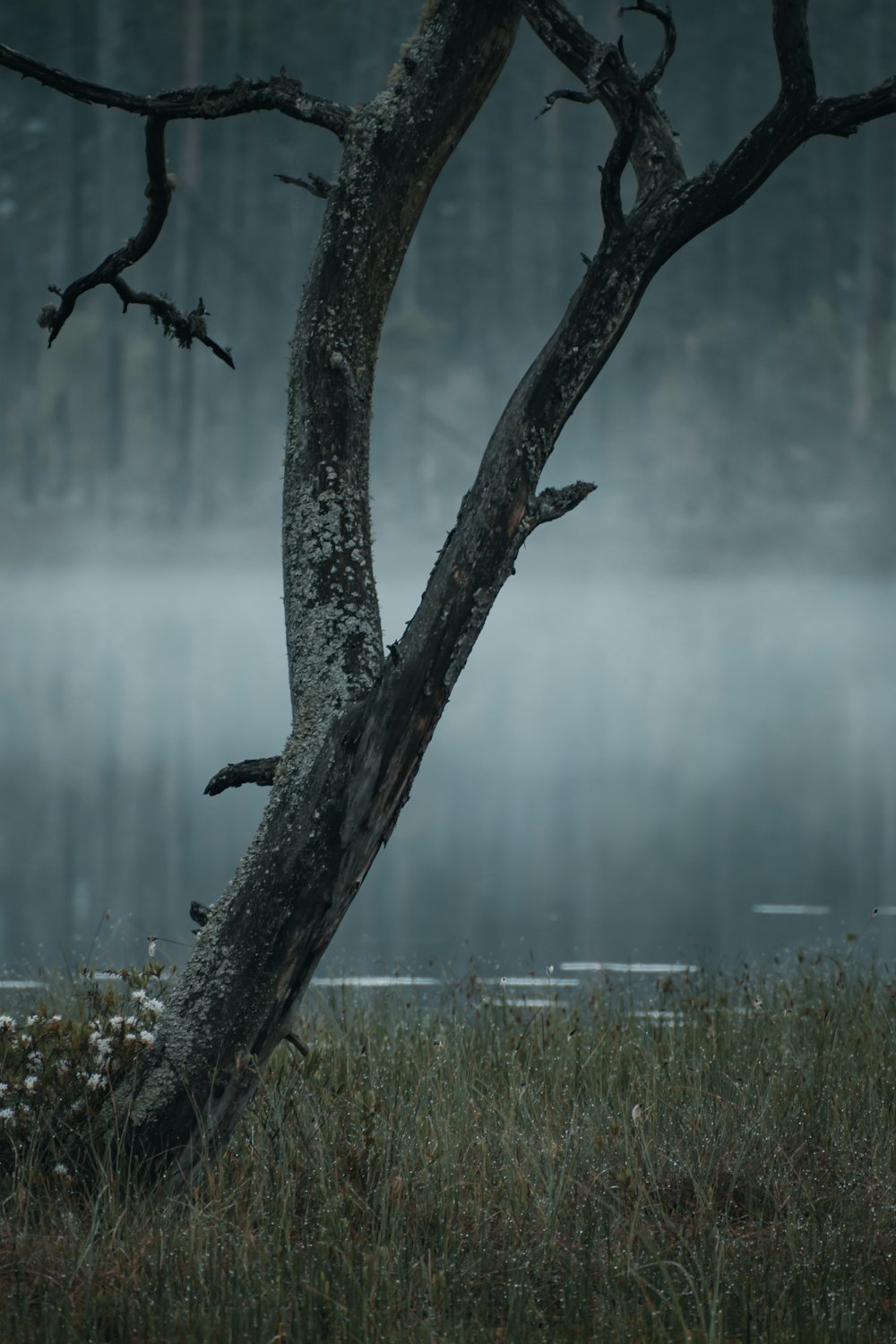 a tree with no leaves