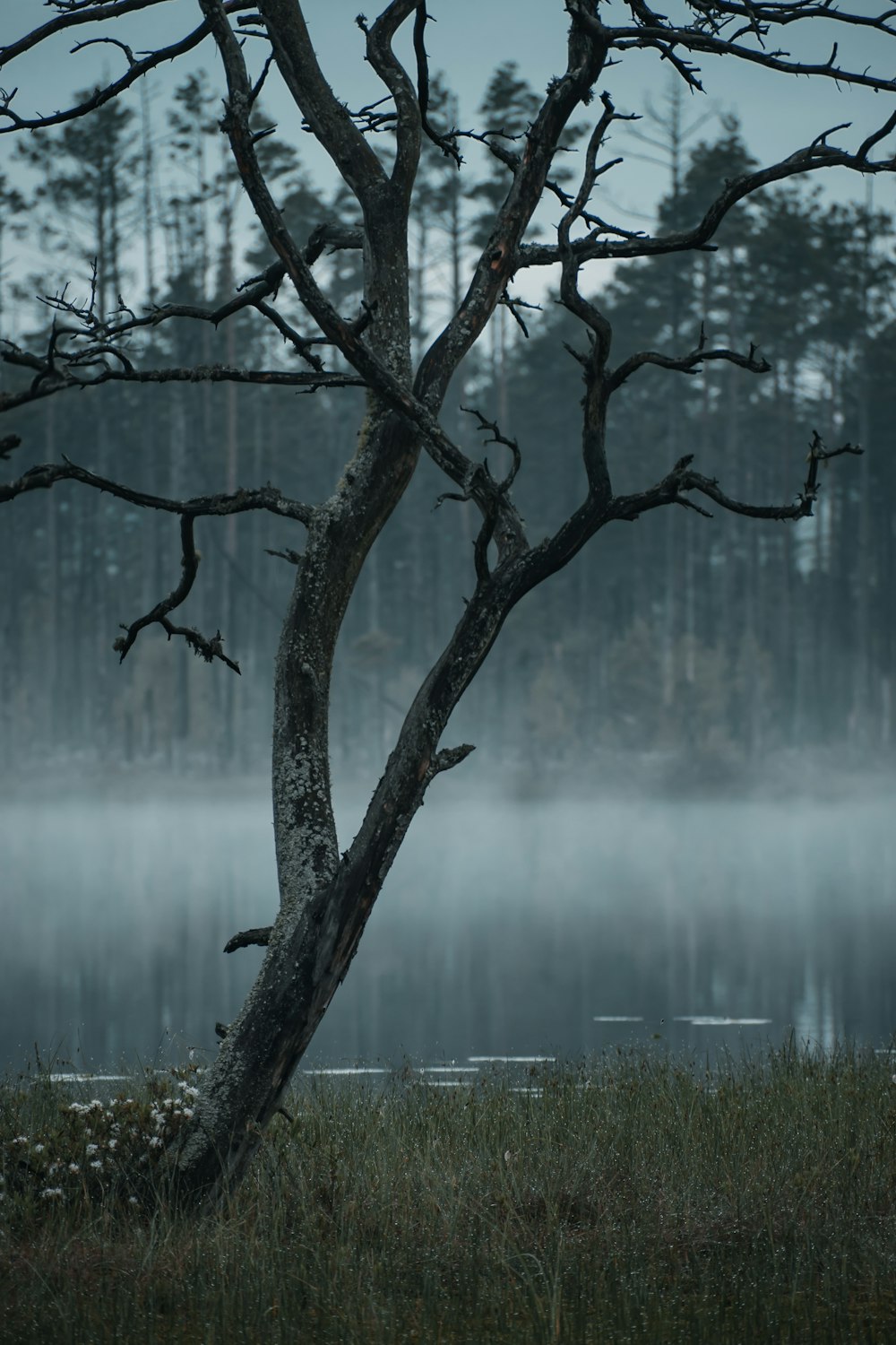 a tree with no leaves in front of a body of water