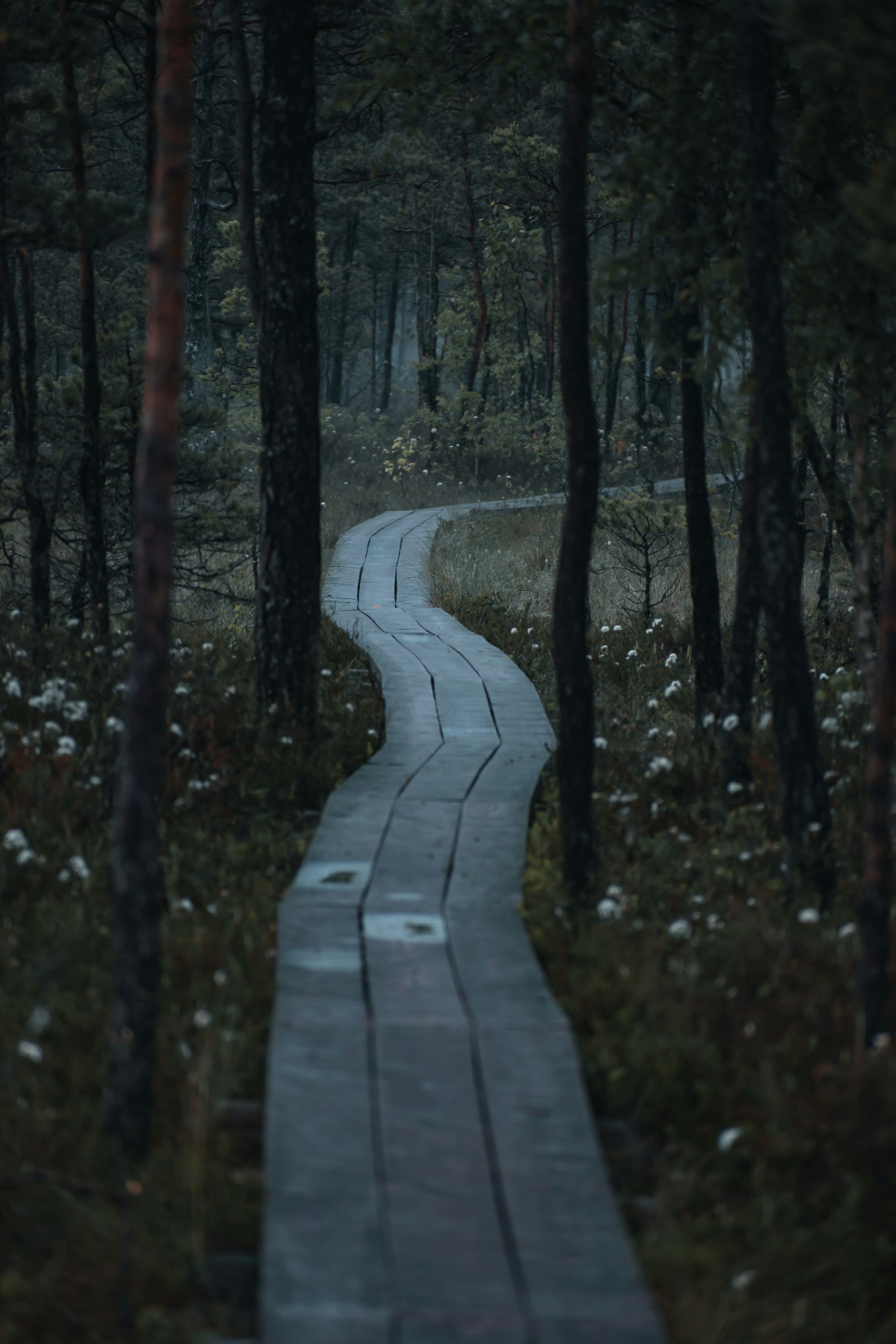 jalan setapak melalui hutan