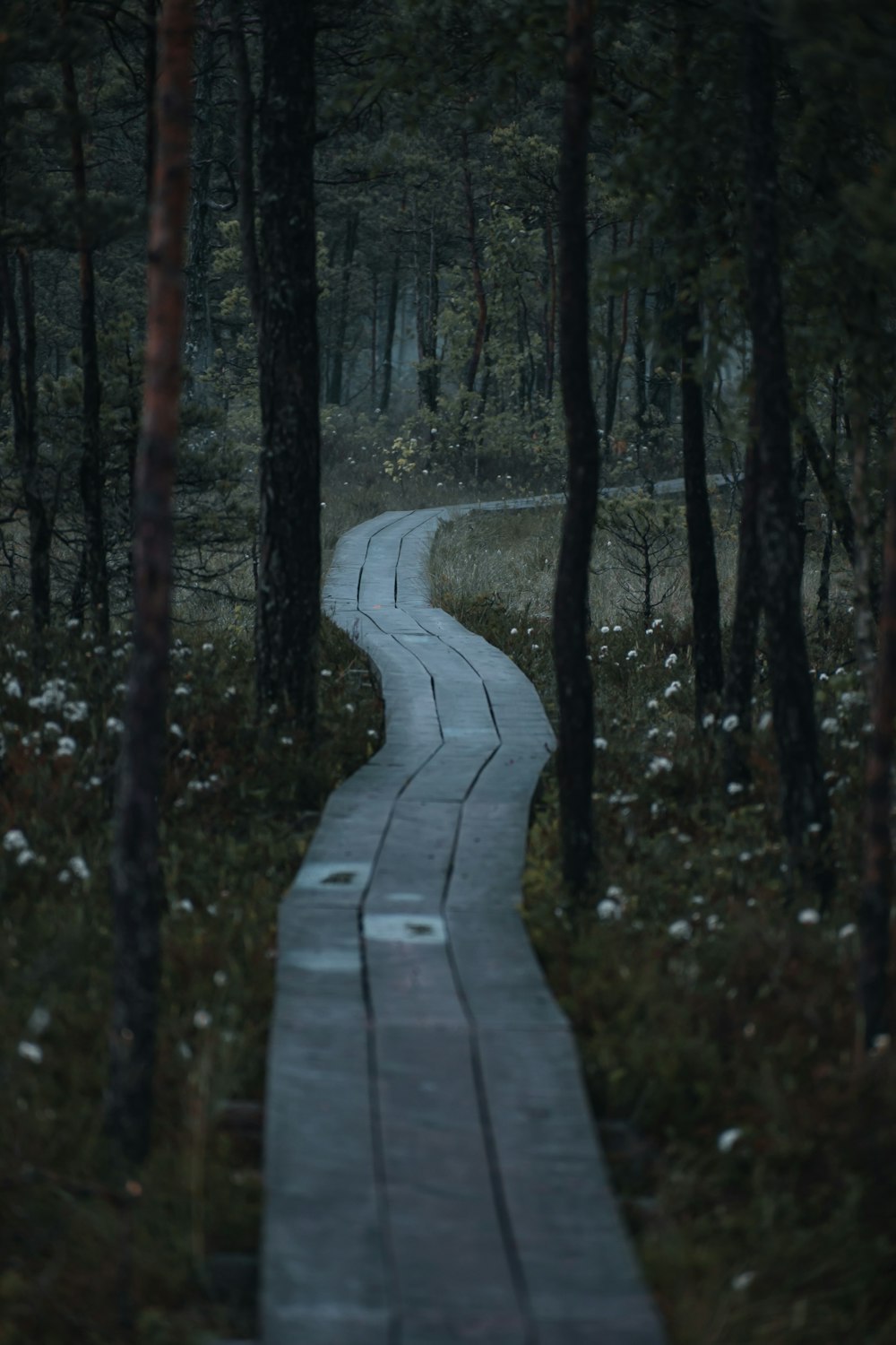 a path through a forest