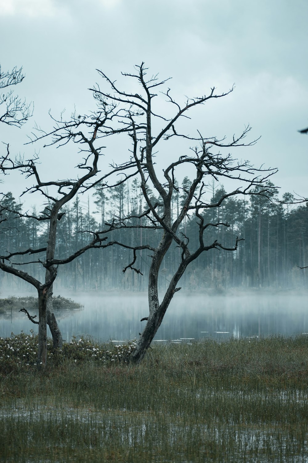 a group of trees next to a body of water