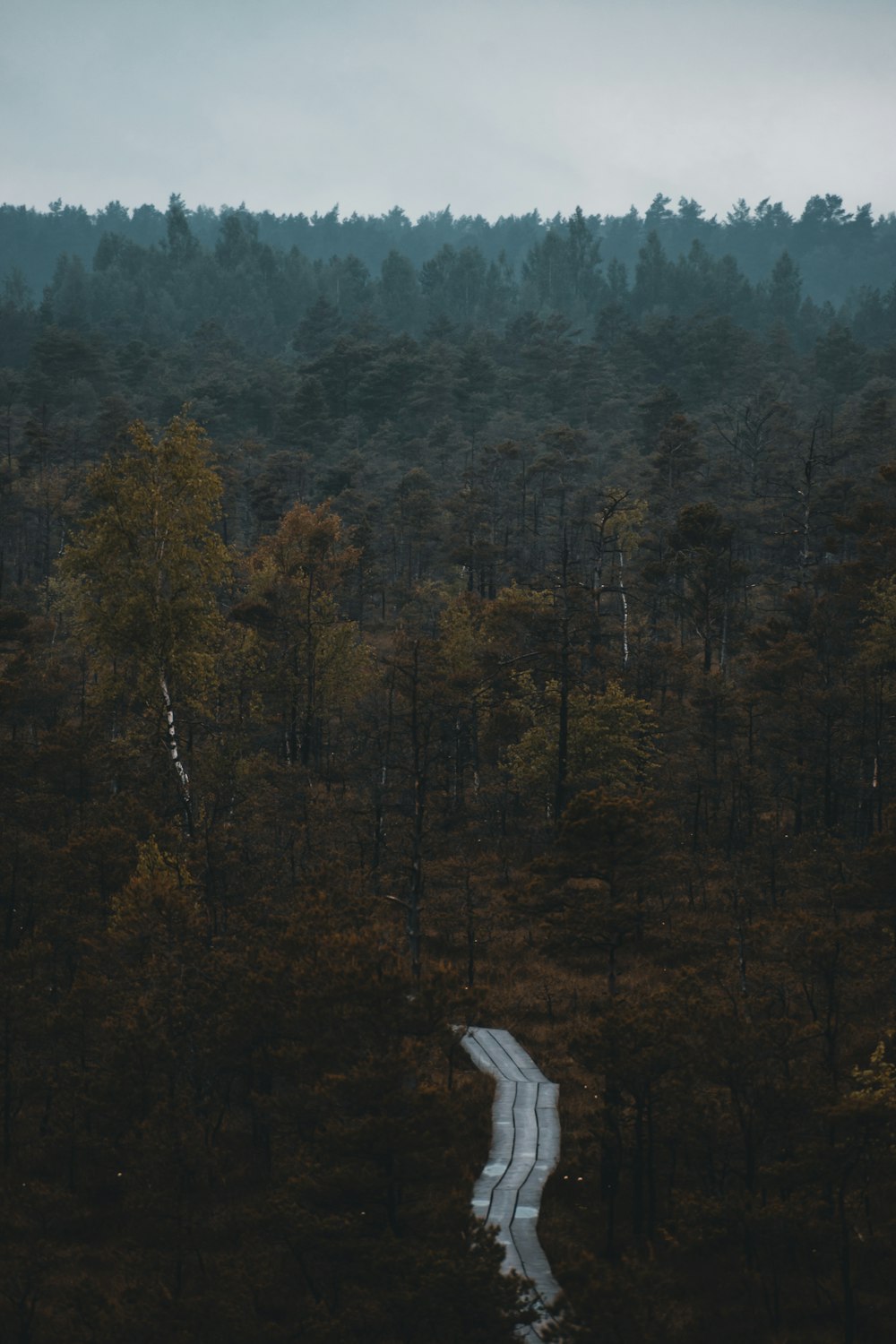 Un río que atraviesa un bosque