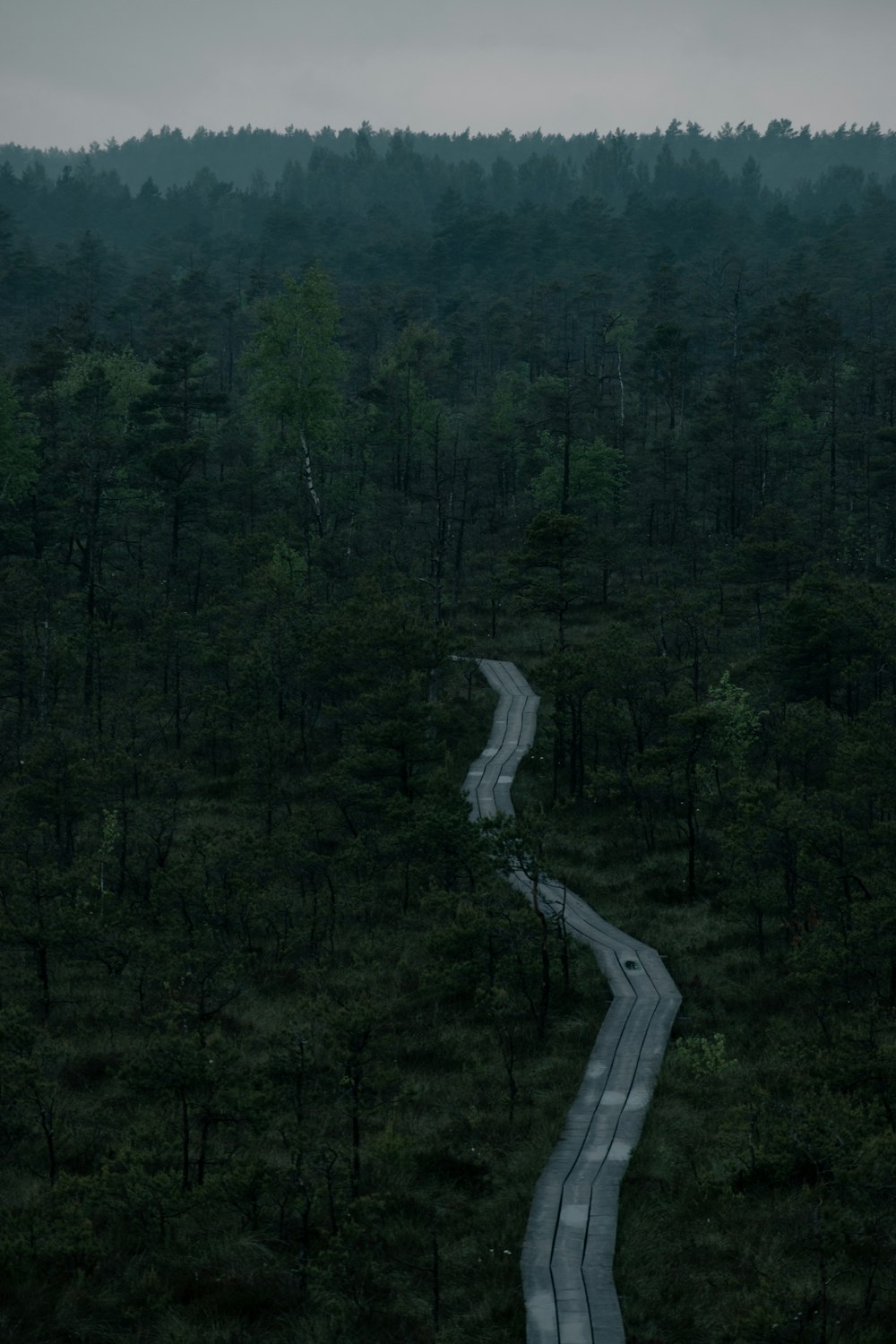 a road through a forest