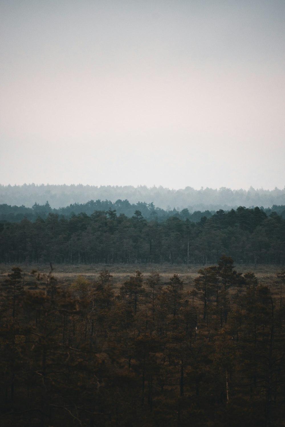 a forest of trees