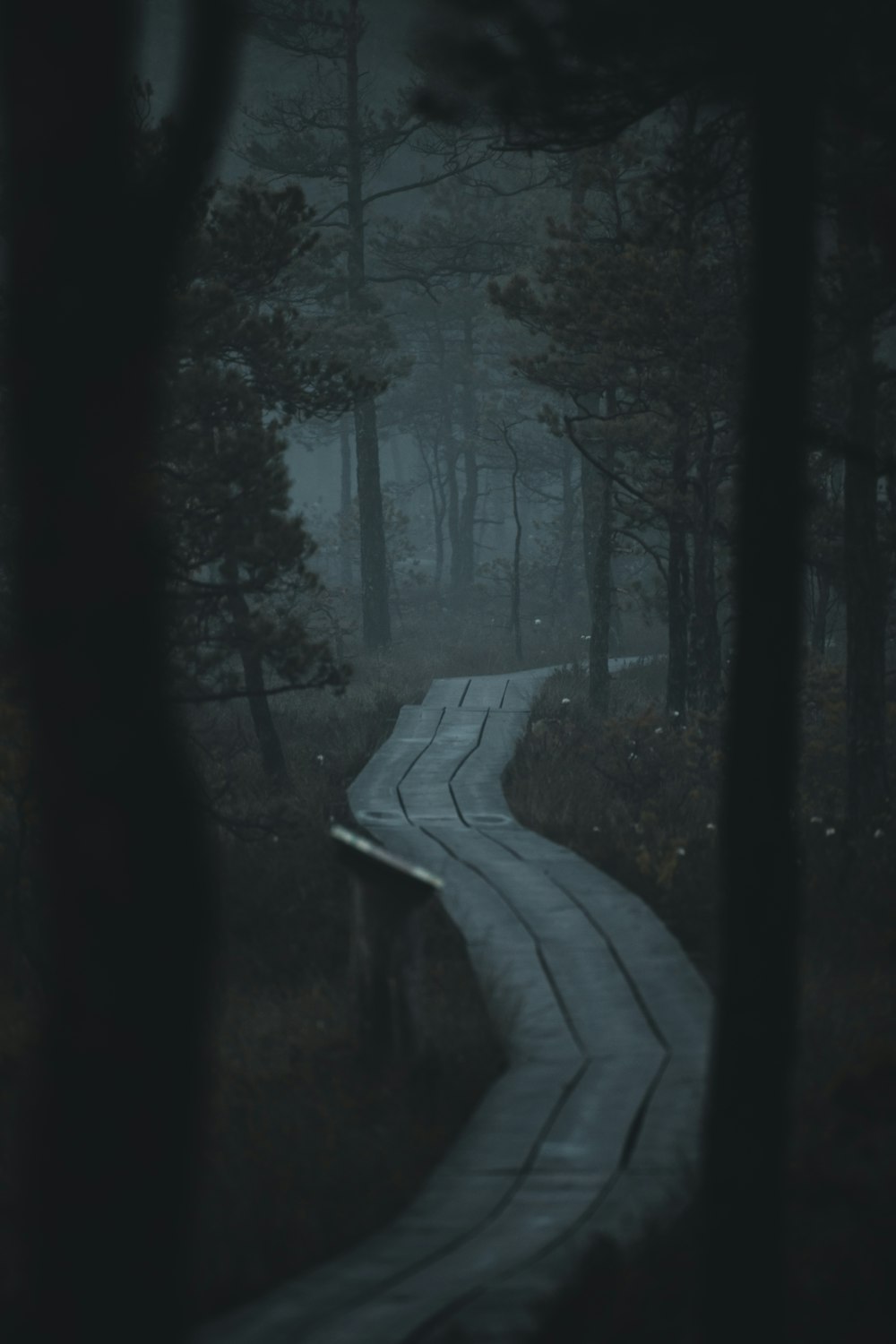 a path through a forest