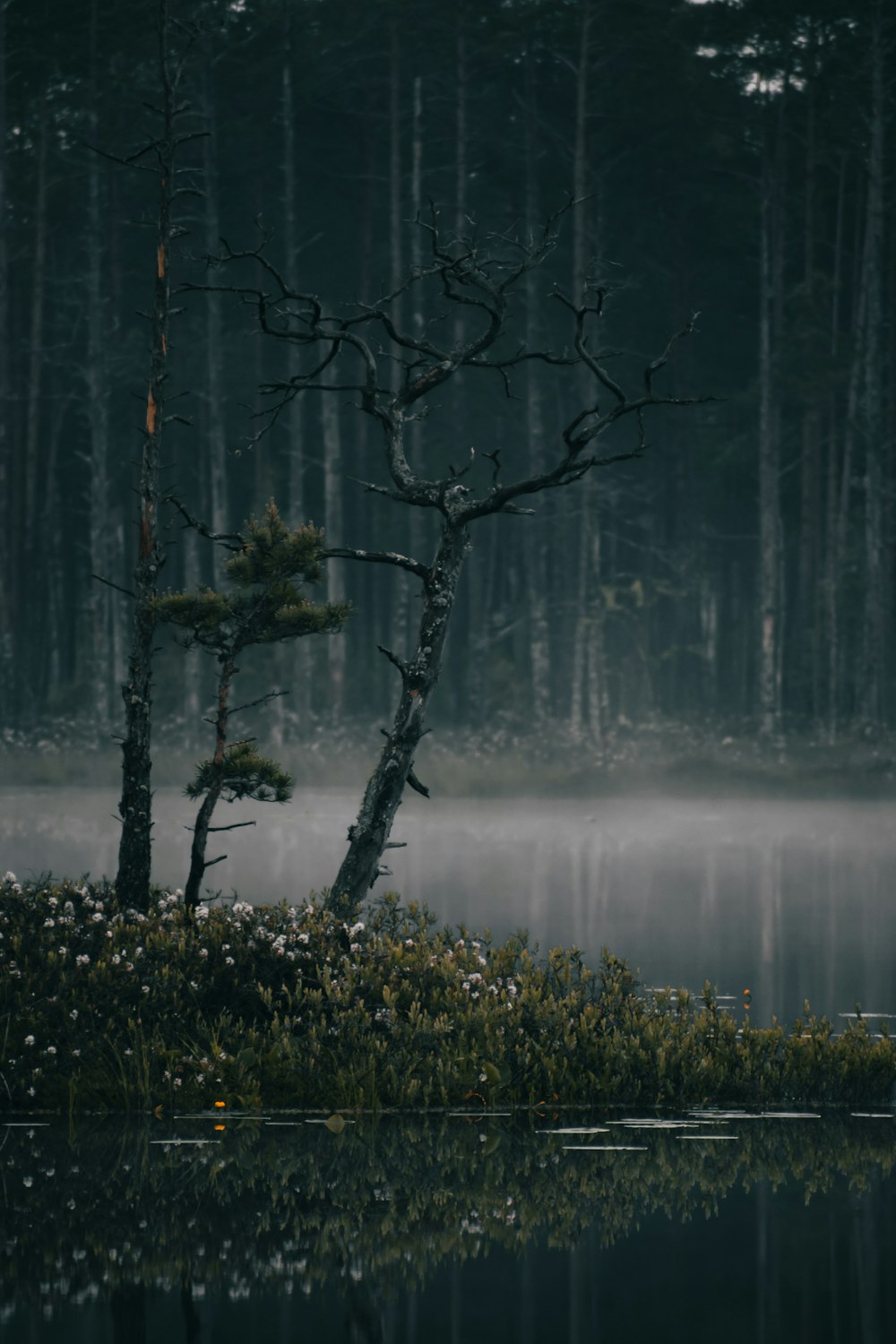 um lago com árvores e plantas ao seu redor