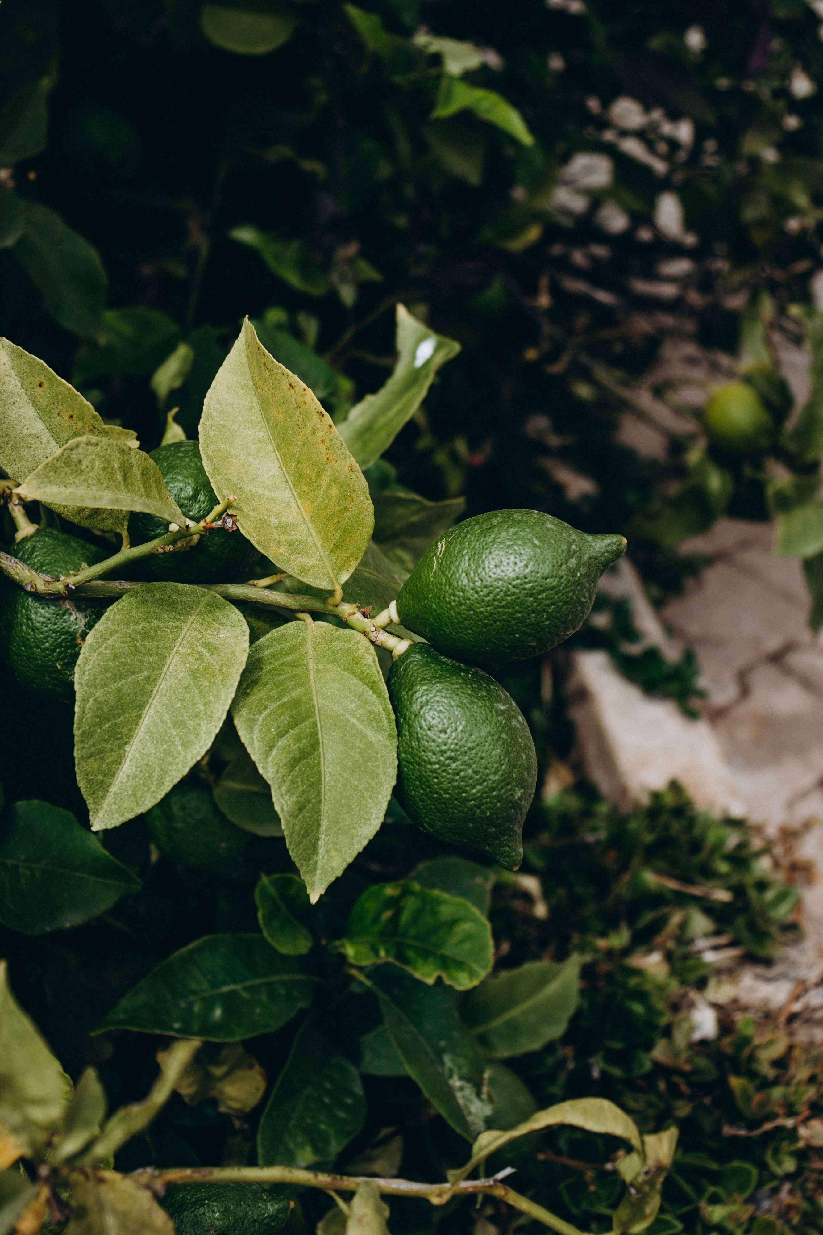 Photo by korobovaphoto