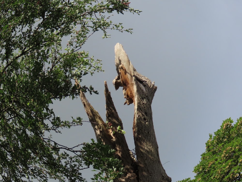 a tree with a skeleton on it