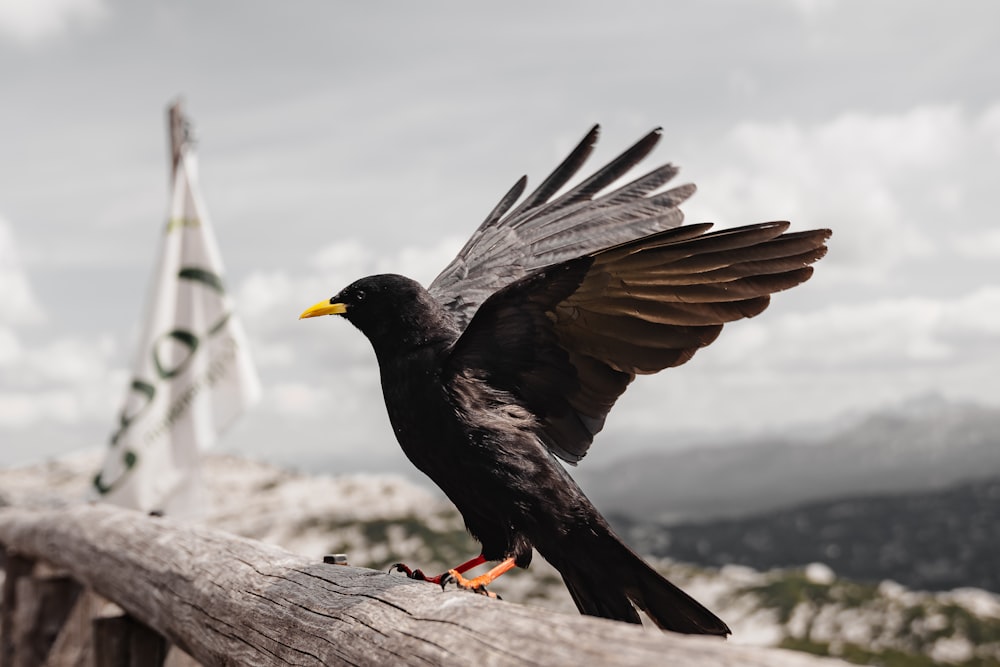 Ein Vogel mit ausgebreiteten Flügeln