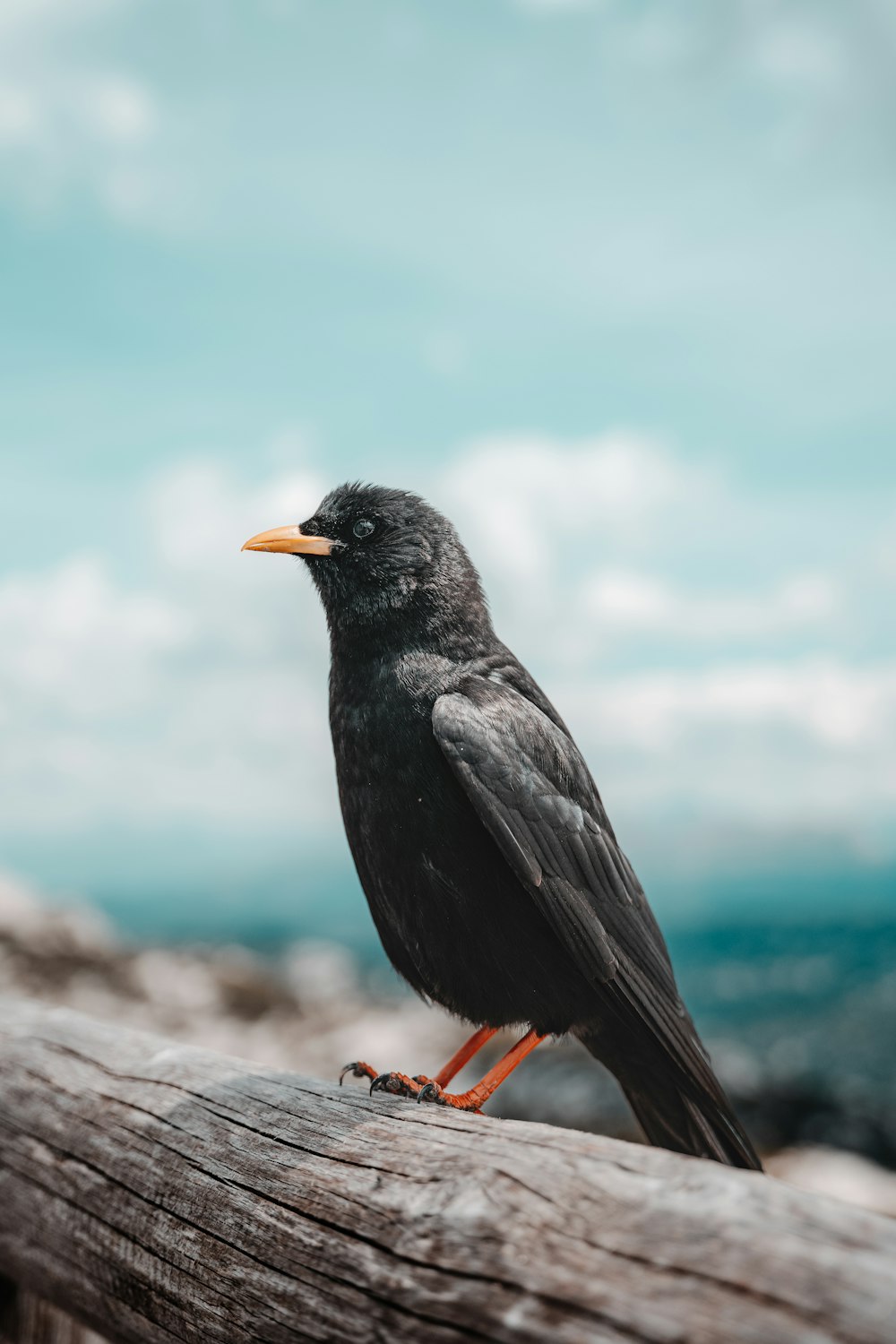 a bird with a yellow beak