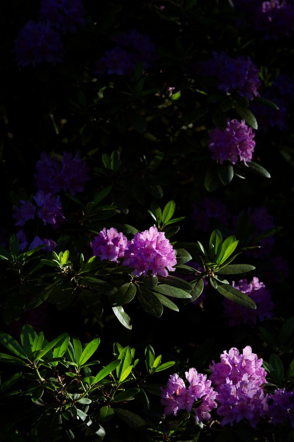 purple flowers on a bush